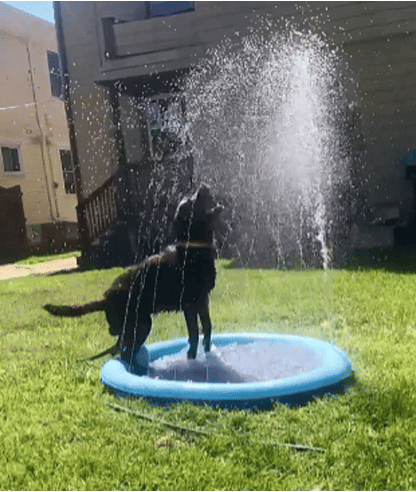 PetSplash
