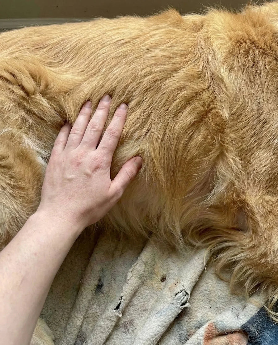 Perro sin bulto después de VitalGuard