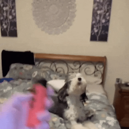 CalmPet